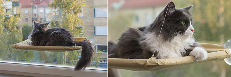 Kattsäng och utkiksplats på fönstret för katten
